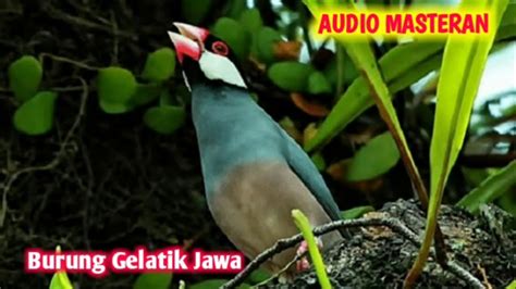 suara burung gelatik alami